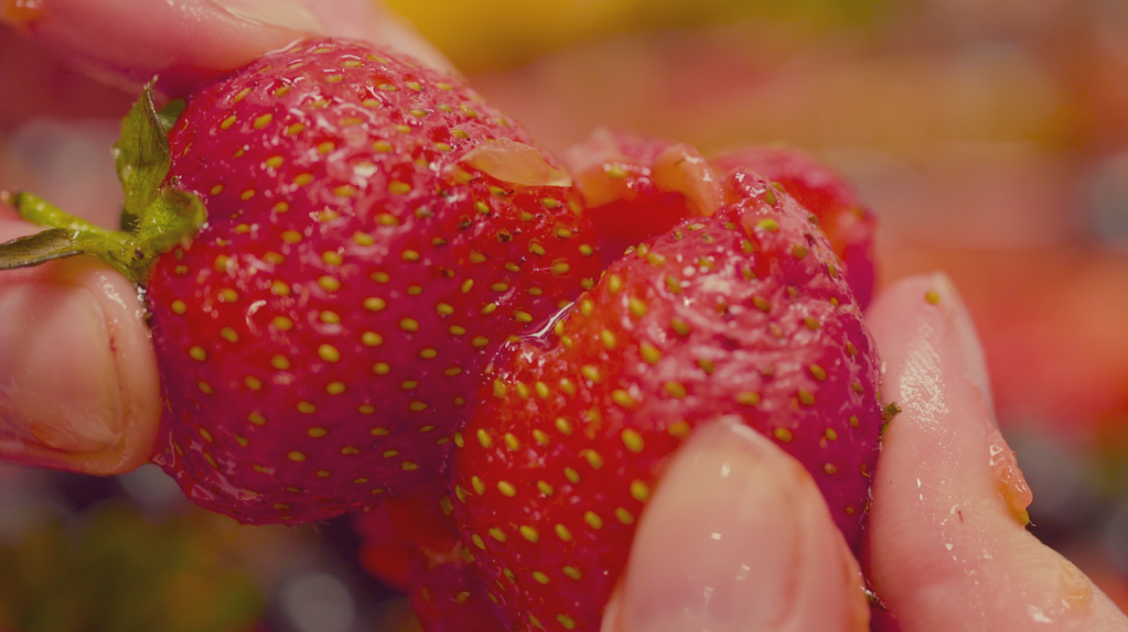 Still from Fruity (2021). A close-up of fingers pinching two strawberries and squashing them together. The flesh of the fruit is ruptures and leaking juice over the person's hands.